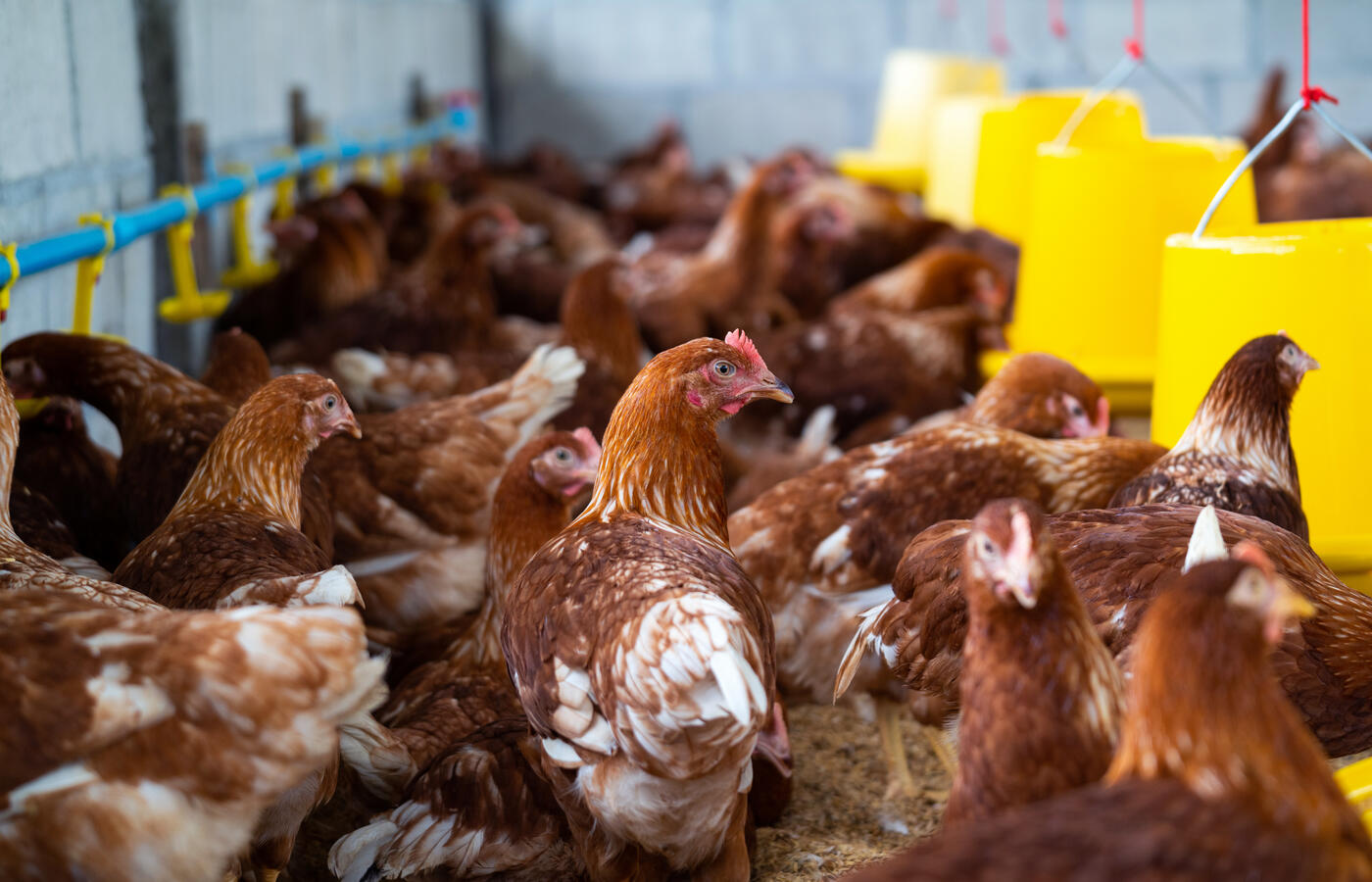 gripe-aviaria:-goias-confirma-novo-foco-em-aves-domesticas