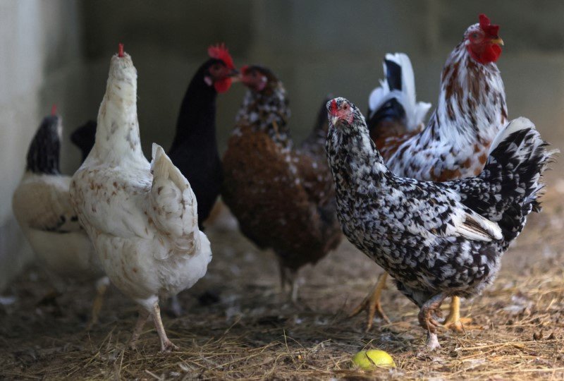 japao-suspende-temporariamente-importacao-de-produtos-avicolas-de-goias-e-mato-grosso