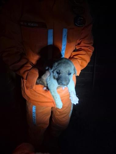 Bombeiros resgatam filhotes de cachorro presos entre paredes em Senhor do Bonfim | SSP