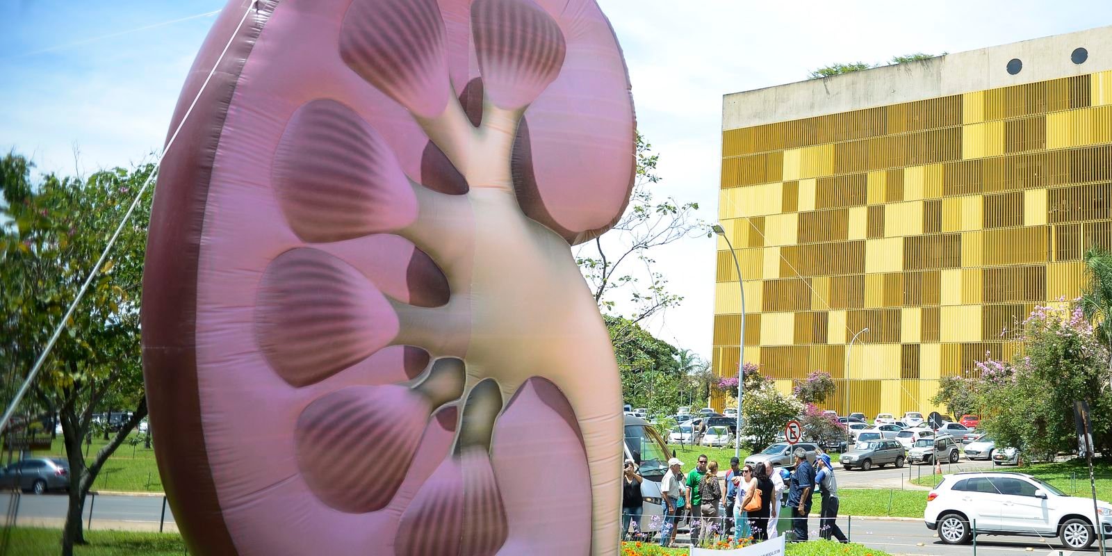 Dia Mundial do Rim: doenças renais são silenciosas e exigem atenção