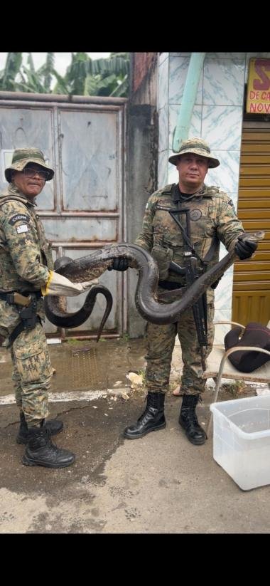 PM resgata sucuri em Águas Claras | SSP