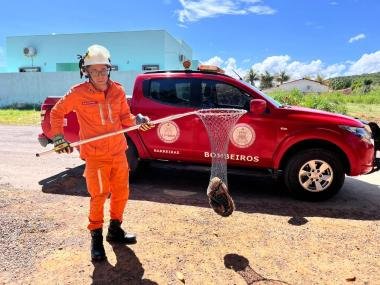 Tamanduá-mirim é resgatado por bombeiros em povoado de Barreiras | SSP