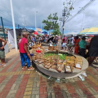 Coppa resgata 21 aves silvestres na Feira do Rolo, na Baixa do Fiscal | SSP