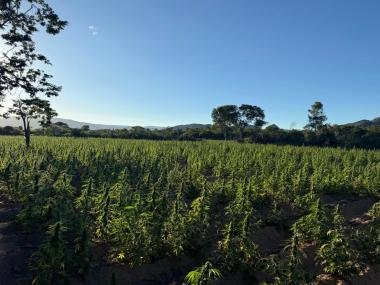 Forças da Segurança Pública chegam a 1 milhão de pés de maconha erradicados em 2026 | SSP