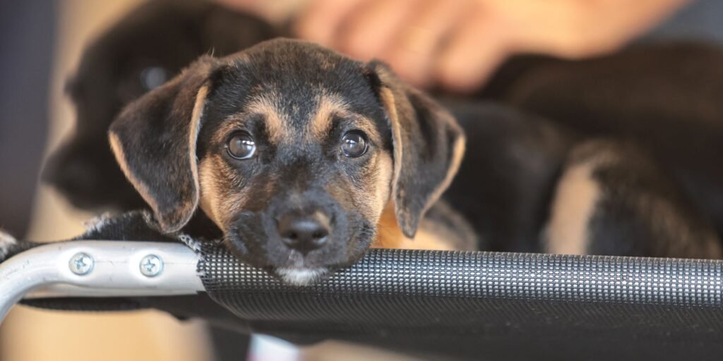 Governo abre consulta pública sobre genéricos e similares veterinários