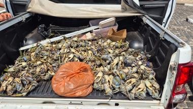 PM realiza apreensão de animais silvestres durante operação de defeso em Valença | SSP