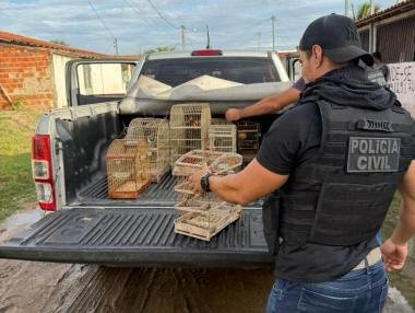 Polícia Civil resgata 15 aves silvestres vítimas de maus-tratos em Santa Bárbara | SSP