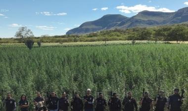 Segunda fase da Operação Raízes Ocultas erradica 300 mil pés de maconha em Ibitiara | SSP